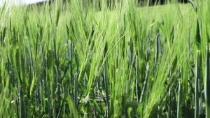 Yle Uutiset Pirkanmaa