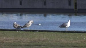 Yle Uutiset Pohjanmaa