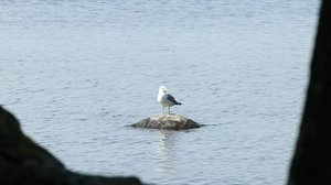 Yle Uutiset Keski-Suomi ja Etelä-Savo