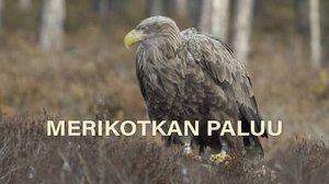 Merikotkan paluu