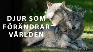 Maailmaa muuttavia eläimiä