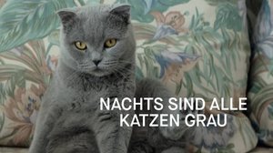 Pimeässä kaikki kissat ovat harmaita