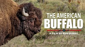 Historia: Amerikan biisonin tarina