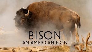Avara luonto: Amerikan biisoni