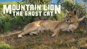 Puuma, vuoriston saalistaja