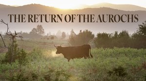 Villin härän paluu