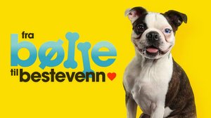 Koiraperheet käytöskoulussa