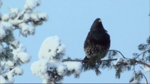 Tarinoita metsästä