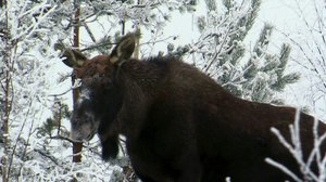 Tarinoita metsästä