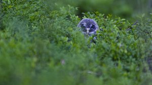 Tarinoita metsästä