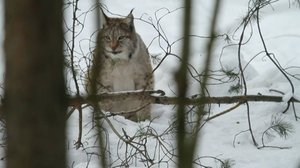 Tarinoita metsästä