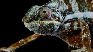 Taistelevat alfaurokset