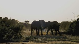 Taistelevat alfaurokset