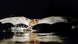 Avara luonto: Maailman nisäkkäät