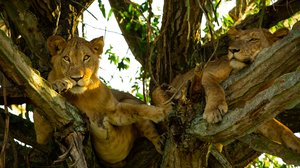 Avara luonto: Maailman nisäkkäät