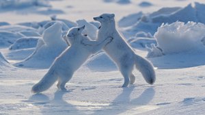 Avara luonto: Maailman nisäkkäät