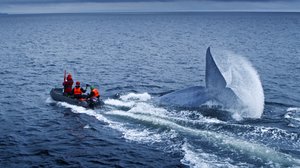 Avara luonto: Maailman nisäkkäät