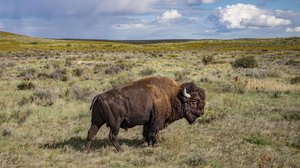 Amerikan biisonin tarina