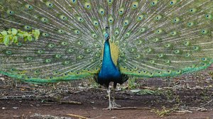 Taistelevat alfaurokset