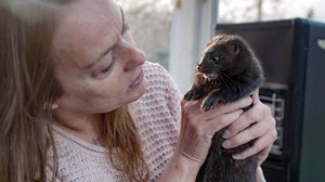 Pelastetaan villieläimet