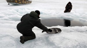 Avara luonto: Järvihylkeiden jäljillä