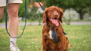 Koiraperheet käytöskoulussa