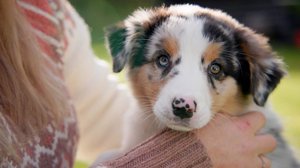 Koiraperheet käytöskoulussa