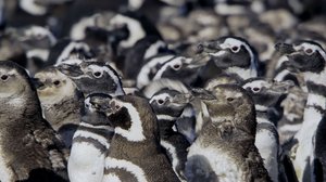 Taistelevat alfaurokset