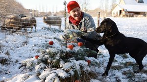 Tanskalainen maajussi