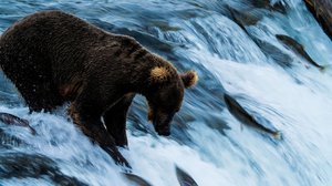 Taistelevat alfaurokset