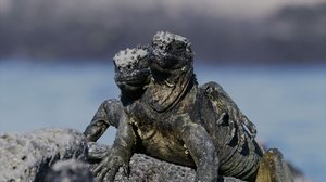 Taistelevat alfaurokset