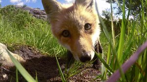 Norjaa ristiin rastiin