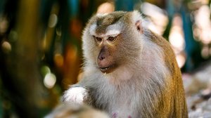 Taistelevat alfaurokset