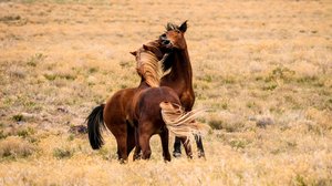 Taistelevat alfaurokset