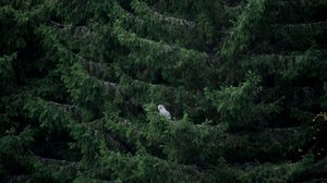 Tarinoita metsästä