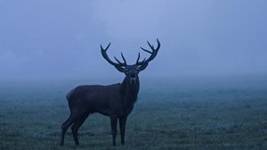 Taistelevat alfaurokset