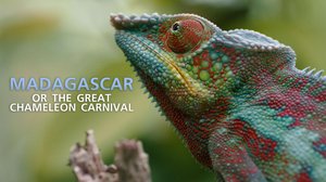 Avara luonto: Kameleonttien Madagaskar