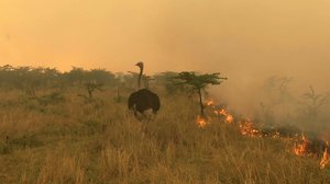 Avara luonto: Serengeti