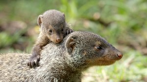 Avara luonto: Serengeti