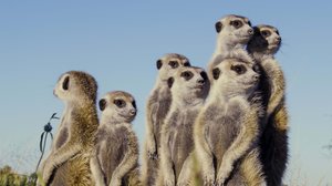 Taistelevat alfaurokset