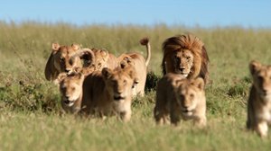 Avara luonto: Serengeti