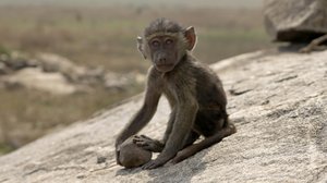 Avara luonto: Serengeti