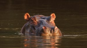Avara luonto: Serengeti