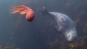 Avara luonto: Pohjanmeri ja Itämeri