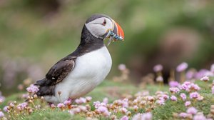 Avara luonto: Pohjanmeri ja Itämeri