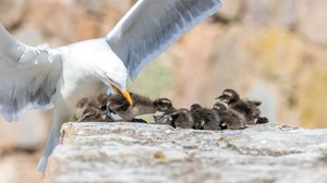 Avara luonto: Pohjanmeri ja Itämeri