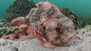 Avara luonto: Pohjanmeri ja Itämeri