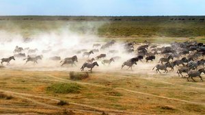 Avara luonto: Serengeti