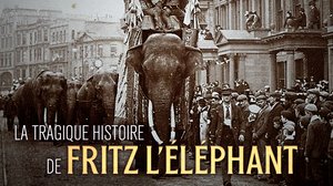 Fritz, norsun tarina