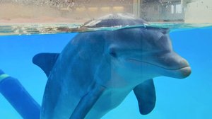 Sota eläintarhoista